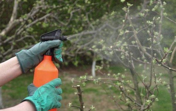 spraying stone fruit