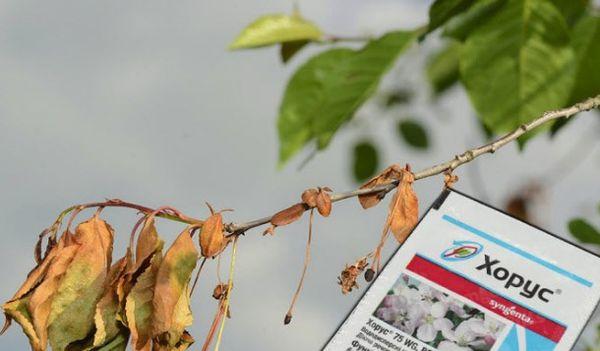  fongicide pour fruits à noyau