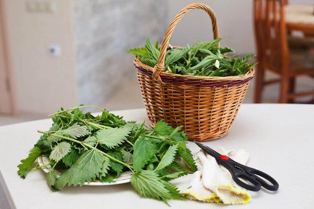 nettle in the garden