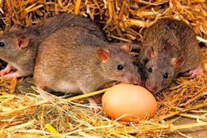 Cómo y qué lidiar con las ratas en un gallinero, los mejores medios y métodos de lucha.