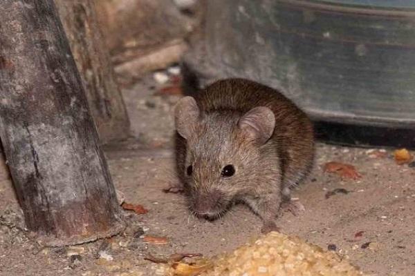 mouse in the chicken coop