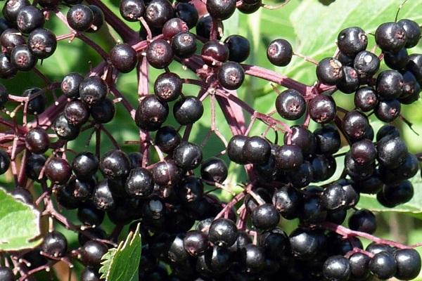 black elderberry