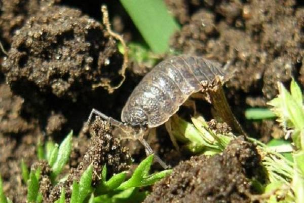 wood lice in the garden