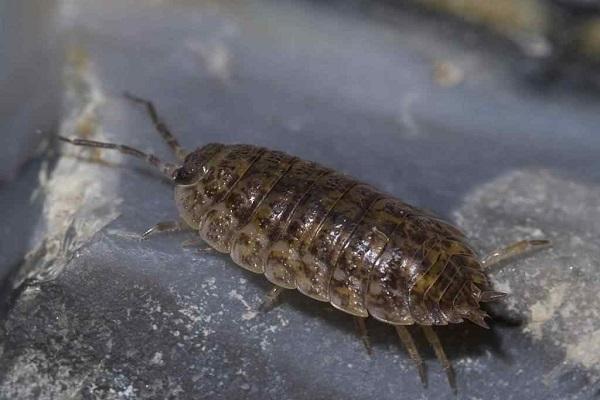 escarabajo piojo de madera