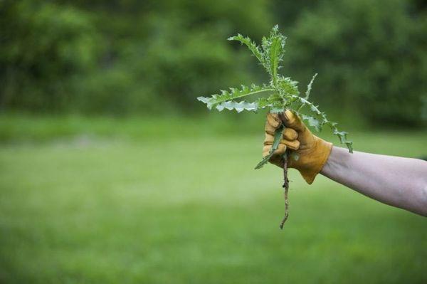 mauvaises herbes sur la pelouse