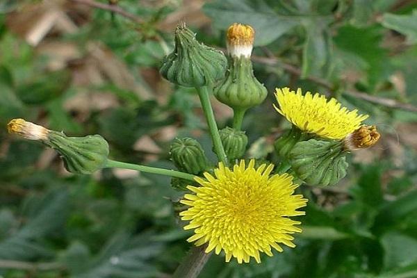 get rid of sow thistle