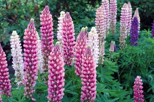 colored lupine