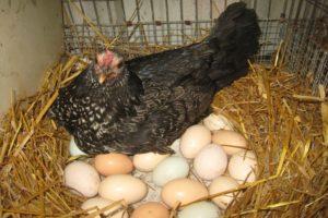 3 best methods to tell if a chicken is rushing or not