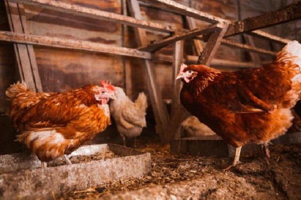 layers in the chicken coop