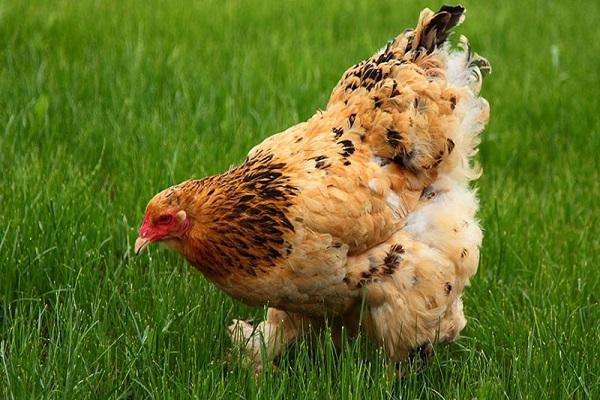 aves de corral caminando