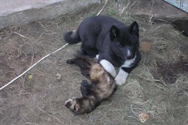 chien avec rongeur