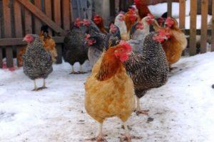 Qu'est-ce qui détermine la production d'œufs des poulets à la maison en hiver et comment l'augmenter