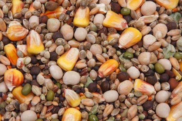 grain mixture for birds