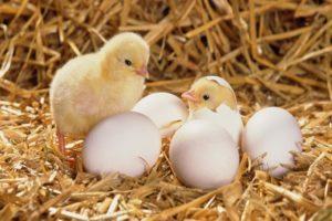 Cómo cultivar una gallina a partir de un huevo en casa, cuándo es mejor nacer y reglas de cuidado.