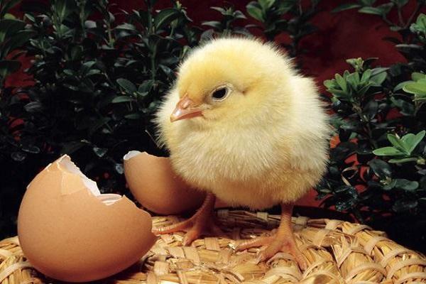 the appearance of a chick