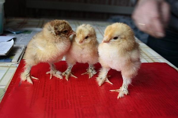 premiers bébés