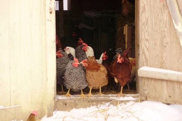 poulets à la porte