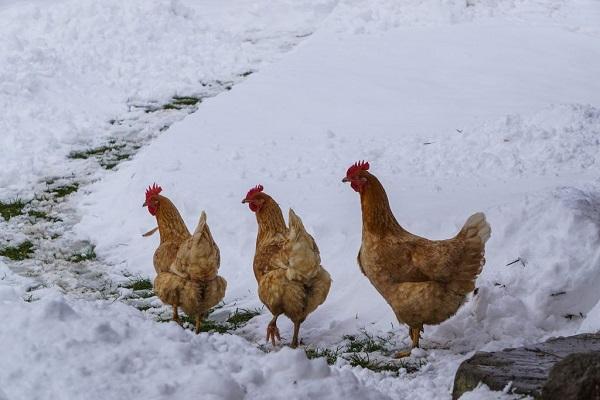 marcher dans la neige