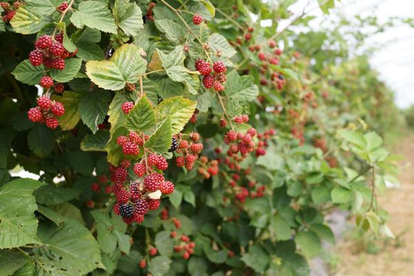 raspberry bushes