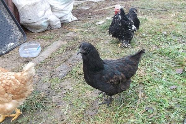 plumas negras