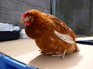 Symptômes et causes de la cloacite chez les poulets, méthodes de traitement de la maladie