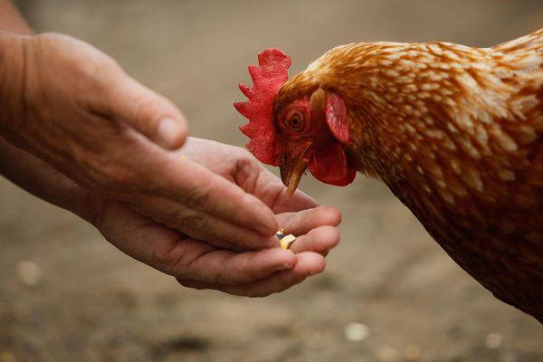 pilules pour poulets