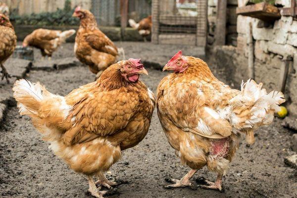 poules pondeuses