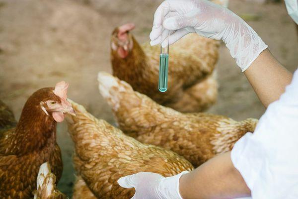 traitement des poulets