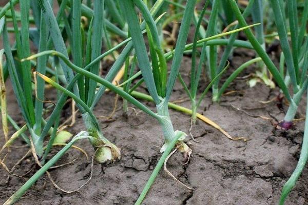 onions in the garden