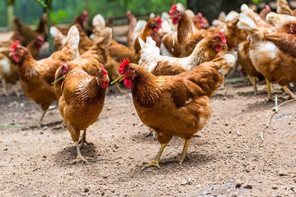 pájaros en un paseo