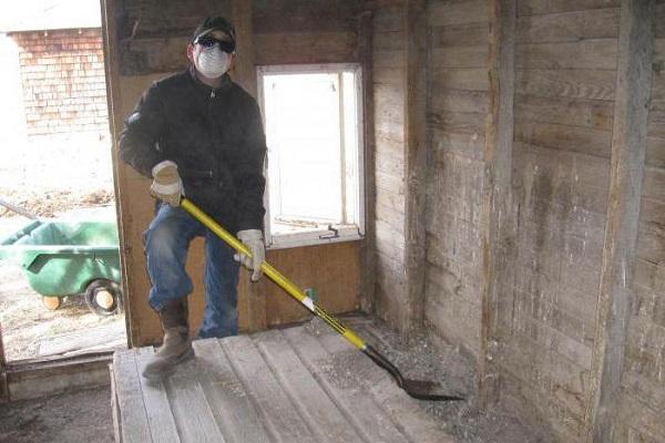 cleaning the chicken coop