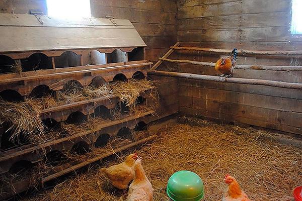 chicken coop inside