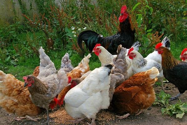 anxiété des poulets