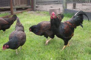 Description and characteristics of Cornish chickens, rules of care and maintenance