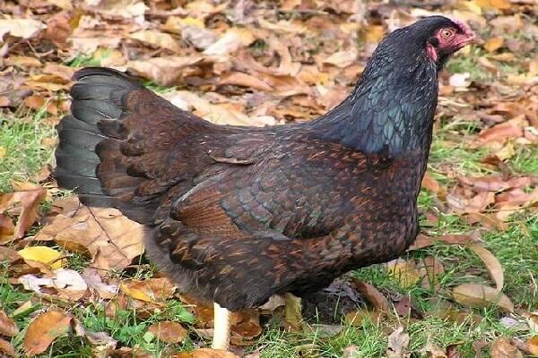 poulet sur l'herbe