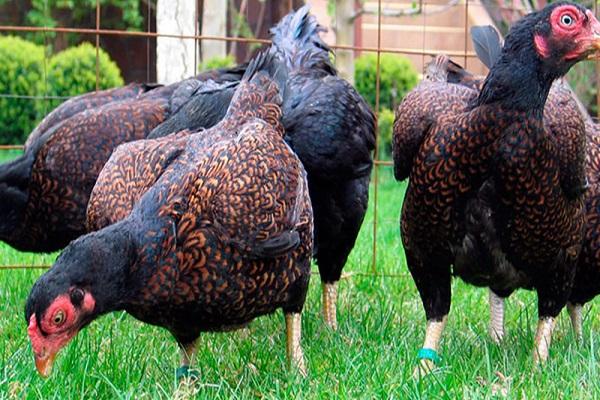 pájaros caminando