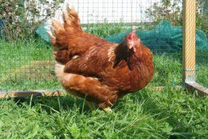 Description, characteristics and conditions of keeping chickens of the Redbro breed