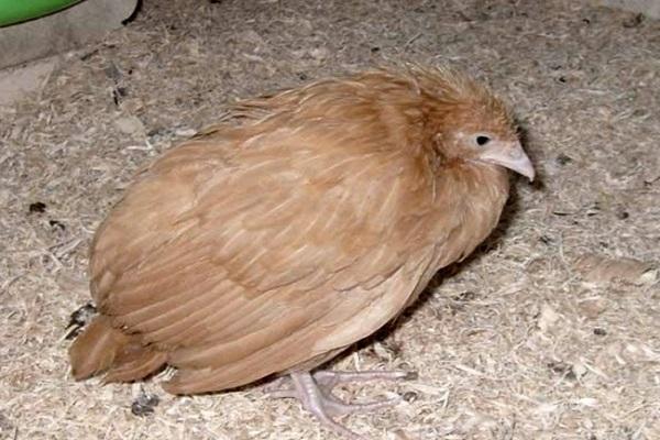 salmonelosis en aves de corral