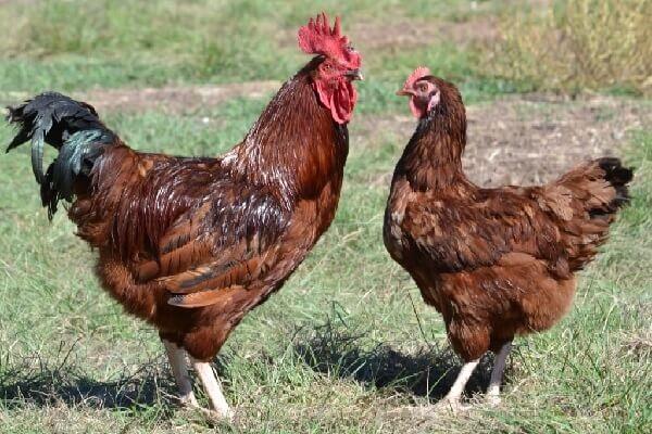 gallina y gallo