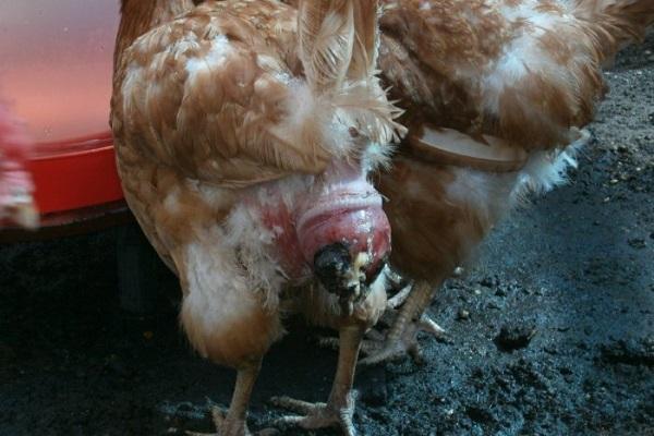 diseases in hens