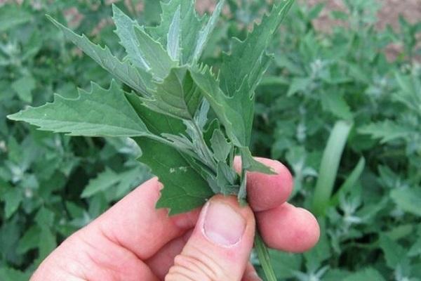 quinoa grass