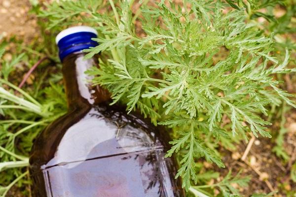 tincture of quinoa