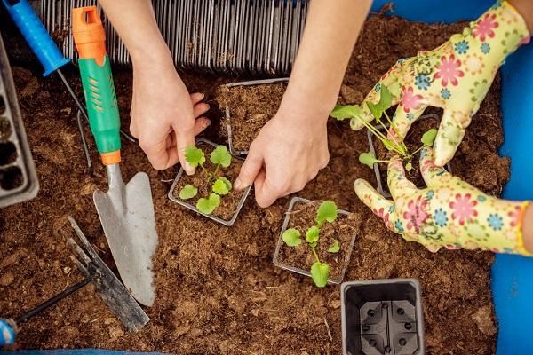 planting