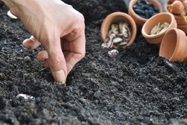 beans in the ground