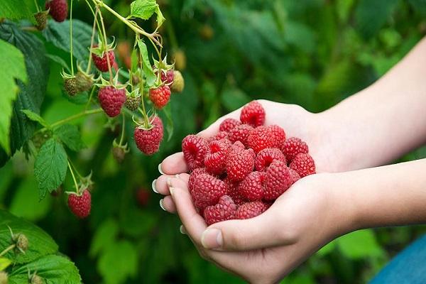 collect raspberries