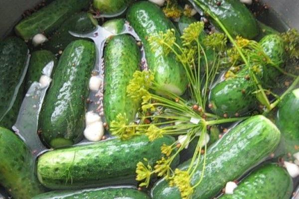 cucumbers in brine