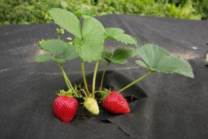 Jenis kain penutup dan bahan untuk strawberi dari rumpai