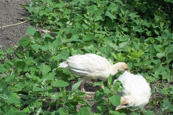 chicks by the grass