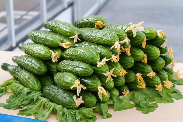 cucumber warehouse