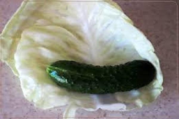 pepino en una hoja